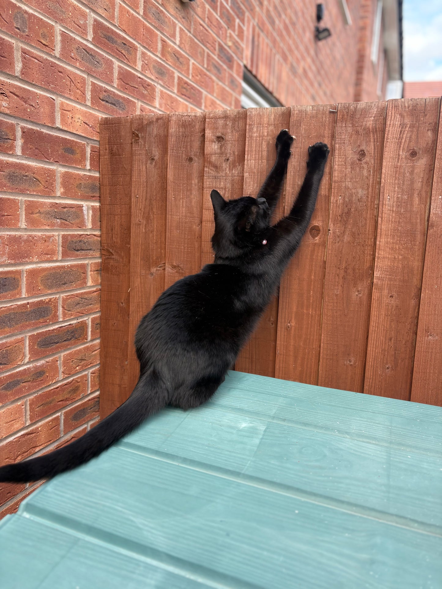 Cowboy Kandle in Large Jar